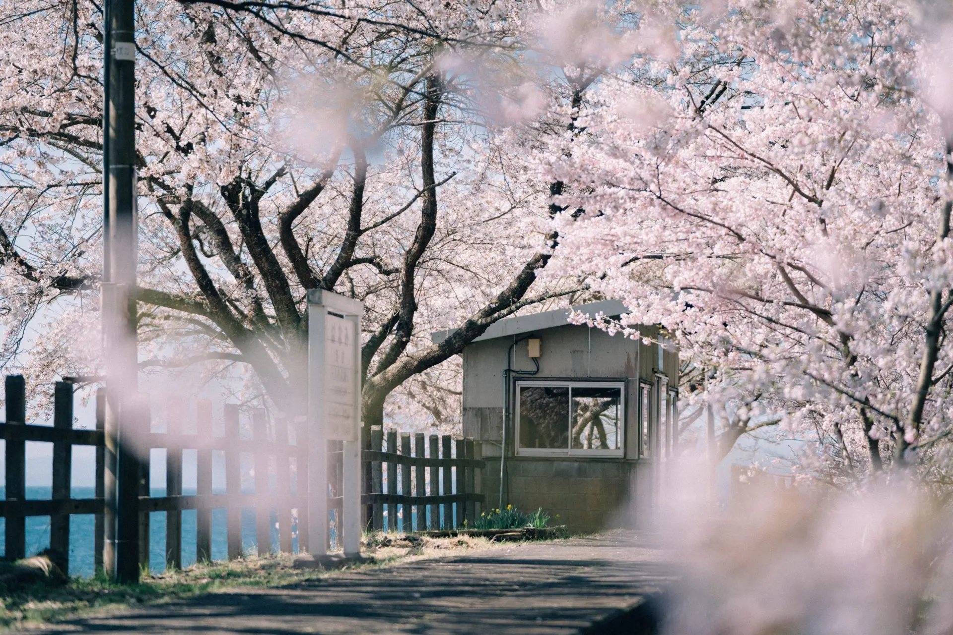旅と記憶のリフレーム #4 能登に咲く、夢幻の桜 2ページ目 | Page 2 of